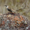galapagosspottdrossel