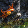Nationalpark Galapagos