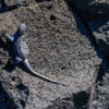 Galapagosmeerechse