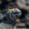 Galapagosmeerechse
