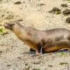 Nationalpark Galapagos