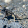 Galapagosmeerechse