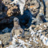 Nationalpark Galapagos