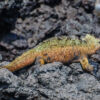 Galapagosmeerechse