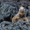 Galapagosmeerechse