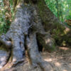 Nationalpark Huerquehue