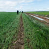 Grausamer Weg