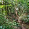 Nationalpark Soberania