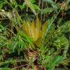 Nationalpark Soberania