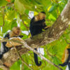 Nationalpark Manuel Antonio Nationalpark Manuel Antonio