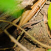 Nationalpark Manuel Antonio Nationalpark Manuel Antonio