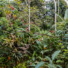 Schutzprojekt Ecocentro Danaus, La Fortuna