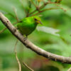 Schutzprojekt Ecocentro Danaus, La Fortuna