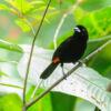 Schutzprojekt Ecocentro Danaus, La Fortuna