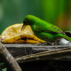 Schutzprojekt Ecocentro Danaus, La Fortuna
