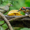 Schutzprojekt Ecocentro Danaus, La Fortuna