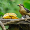 Schutzprojekt Ecocentro Danaus, La Fortuna