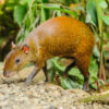 Schutzprojekt Ecocentro Danaus, La Fortuna