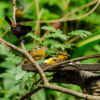 Schutzprojekt Ecocentro Danaus, La Fortuna