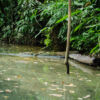 Schutzprojekt Ecocentro Danaus, La Fortuna