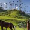 Valle de Cocora