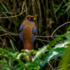 Highland Trogon (temperatus) female Highland Trogon (temperatus) female