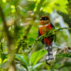 Highland Trogon (temperatus) male Highland Trogon (temperatus) male
