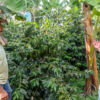 Kaffeepflanzen - Coffee plants Kaffeepflanzen - Coffee plants