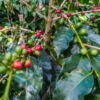 Kaffeepflanzen - Coffee plants Kaffeepflanzen - Coffee plants