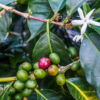 Kaffeepflanzen - Coffee plants Kaffeepflanzen - Coffee plants