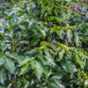Kaffeepflanzen - Coffee plants Kaffeepflanzen - Coffee plants