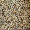 Kaffeepflanzen - Coffee plants Kaffeepflanzen - Coffee plants
