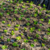 Kaffeepflanzen - Coffee plants Kaffeepflanzen - Coffee plants