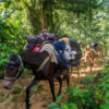 Trekking to Ciudad Perdida, Magdalena - Colombia