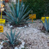 Mezcal und die Schmetterlingsraupe