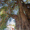 Árbol del Tule - Ahuehuete-Baum Árbol del Tule - Ahuehuete-Baum