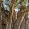Árbol del Tule - Ahuehuete-Baum Árbol del Tule - Ahuehuete-Baum