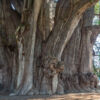 Árbol del Tule - Ahuehuete-Baum Árbol del Tule - Ahuehuete-Baum