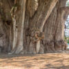Árbol del Tule - Ahuehuete-Baum Árbol del Tule - Ahuehuete-Baum