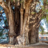 Árbol del Tule - Ahuehuete-Baum