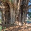 Árbol del Tule - Ahuehuete-Baum Árbol del Tule - Ahuehuete-Baum