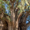 Árbol del Tule - Ahuehuete-Baum Árbol del Tule - Ahuehuete-Baum