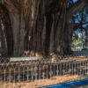 Árbol del Tule - Ahuehuete-Baum Árbol del Tule - Ahuehuete-Baum