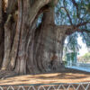 Árbol del Tule - Ahuehuete-Baum Árbol del Tule - Ahuehuete-Baum