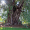 Árbol del Tule - Ahuehuete-Baum Árbol del Tule - Ahuehuete-Baum