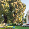 Árbol del Tule - Ahuehuete-Baum Árbol del Tule - Ahuehuete-Baum