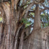Árbol del Tule - Ahuehuete-Baum Árbol del Tule - Ahuehuete-Baum