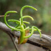 Calakmul Biosphere Reserve Calakmul Biosphere Reserve