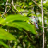 Calakmul Biosphere Reserve Calakmul Biosphere Reserve
