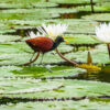 Auf dem Río Dulce